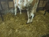 بقرة, Simmental cattle — الصورة 1