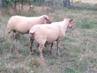मेढ़ा, Rouge de l’Ouest sheep — फ़ोटो 1