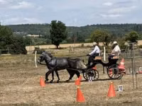 Pferde (Partie, Geschlecht nicht angegeben), Lipizzaner — Foto 3
