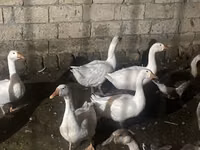 Geese — 1 зураг