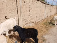 公山羊, Goats — 照片 6