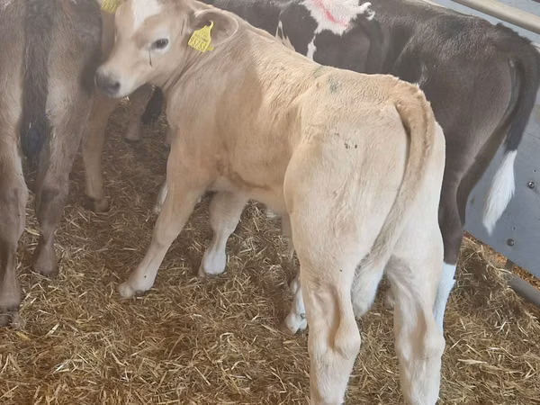 Cattle (batch, sex not specified), Simmental cattle