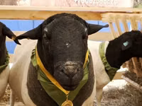 Widder, Suffolk sheep — Foto 6