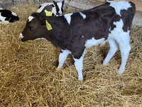 ثور, Russian Black pied cattle — الصورة 1