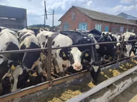 Vaca, Raza Holstein — foto 4