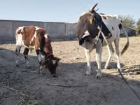 بقرة, Simmental cattle — الصورة 3