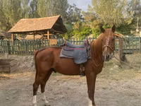 Horse (M), Karabakh horse — photo 1