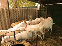 Goats (batch, sex not specified), Pomellata goat — photo 1