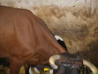 母牛, Cattle — 照片 2