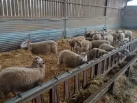 Хонь, Rouge de l’Ouest sheep — 2 зураг
