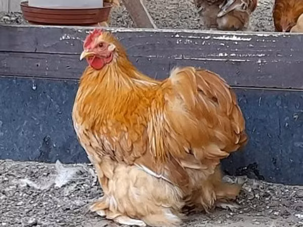 Bantam Pekín
