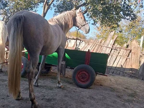 Mare, Horses
