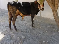 Бух, Russian Black pied cattle — 4 зураг