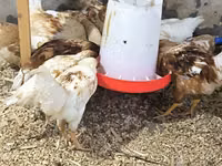 لوهمان براون — الصورة 5