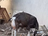تيس, Toggenburg goat — الصورة 6