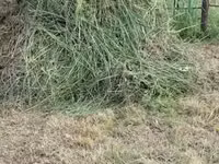 Хашааны өвс — Foto 4