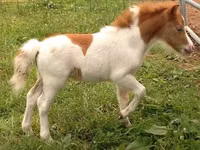 Horse (M), Miniature horse — photo 2