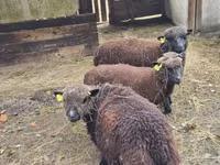 भेड़, Southdown sheep — फ़ोटो 4