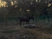 घोड़ा, Akhal-Teke — फ़ोटो 3
