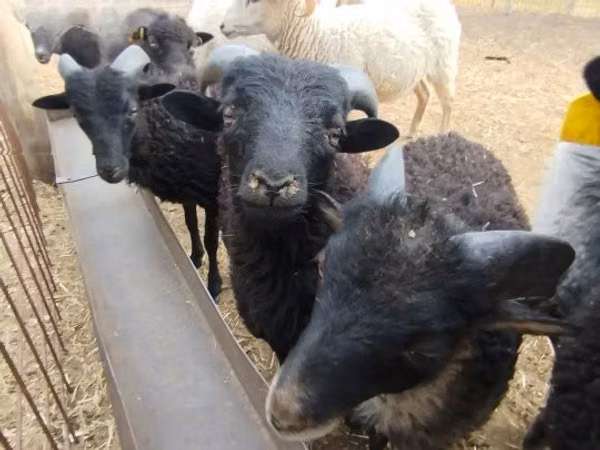 Ram, Ouessant sheep