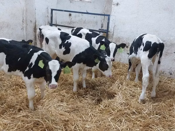 Bulle, Russian Black pied cattle