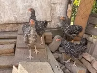 Chickens — 照片 2