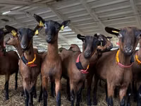 Billy Goat, Saanen goat — photo 1