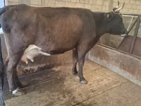 Toro, Ganado vacuno — foto 6