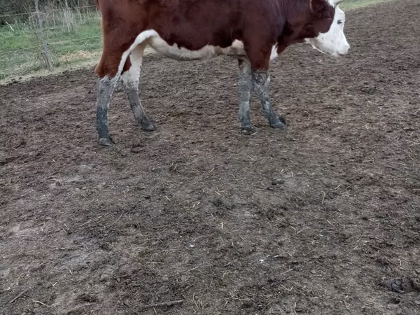 Үнээ, Simmental cattle