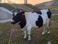 Kuh, Russian Black pied cattle — Foto 1