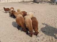 Ram, Sheep — photo 7