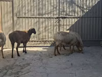 भेड़, भेड़ — फ़ोटो 3