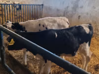 ثور, Russian Black pied cattle — الصورة 5