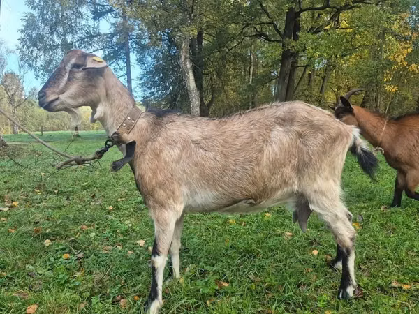 Ямаа, Alpine goat