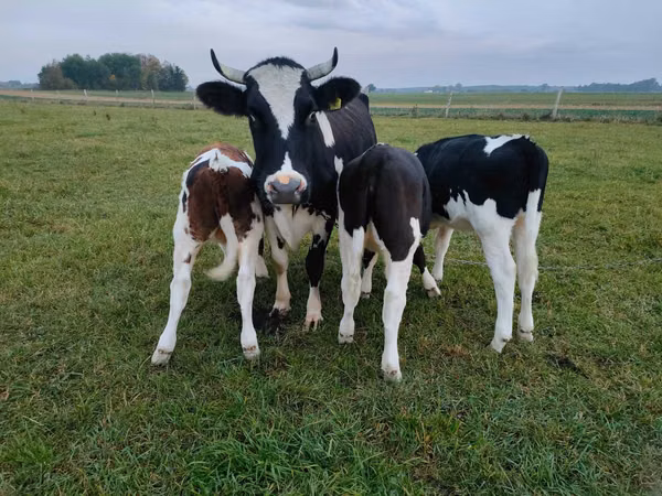 Cattle (batch, sex not specified), Russian Black pied cattle