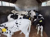Bovinos (lote, sexo no especificado), Russian Black pied cattle — foto 5