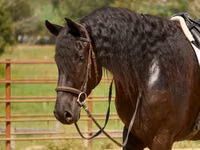 Caballo, Friesian — foto 8
