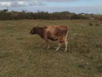 母牛, Cattle — 照片 1
