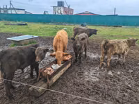 सांड, गैलोवे गाय — फ़ोटो 3
