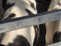 Bulle, Russian Black pied cattle — Foto 4