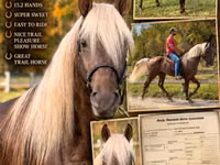 घोड़ा, Rocky Mountain Horse — फ़ोटो 1