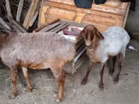绵羊（批次，未指定性别）, Sheep — 照片 2
