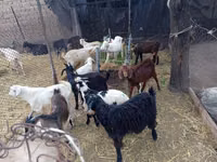 Ямааны ухна, Pomellata goat — 2 зураг