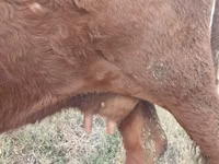 母牛, Cattle — 照片 4
