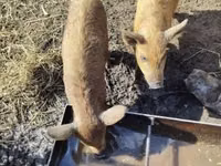 मादा सूअर — फ़ोटो 3