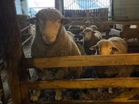 公羊, Ile-de-France sheep — 照片 1