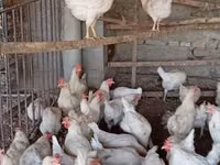 Chickens — الصورة 4