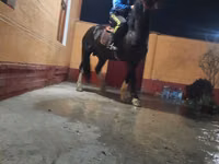 حصان, Russian warmblood — الصورة 5
