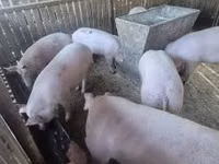 Säue, Schweine — Foto 1