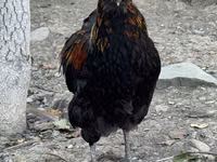 Ameraucana — photo 1